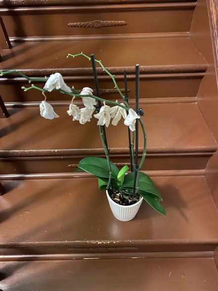 Photo of free Sad orchid plant - needs your love (inner N/NE Portland) #2