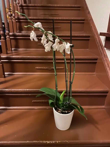 Photo of free Sad orchid plant - needs your love (inner N/NE Portland) #1