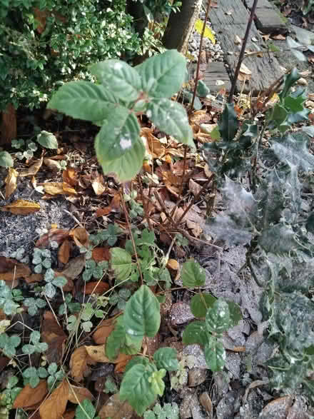 Photo of free Shrubs - HOLLY, HYDRANGEA, FUSCHIA (Ingol PR2) #4