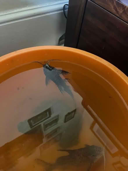 Photo of free 2 happy healthy - tropical catfish approx 6inches long (Canonbury N1) #1