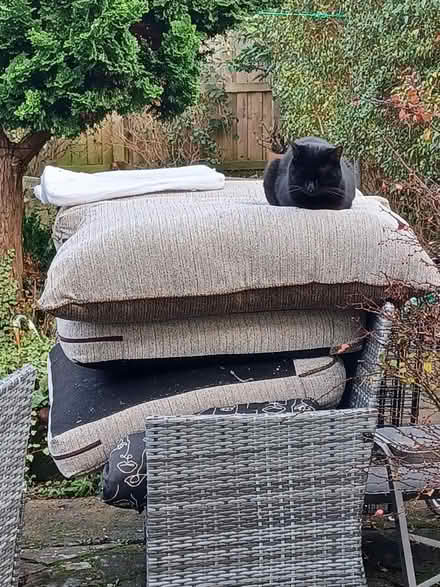 Photo of free Sofa cushions (Silloth CA7) #2