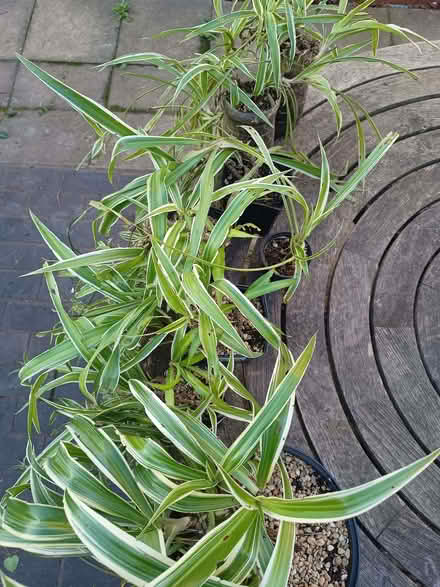 Photo of free 8 Spider Plants. Some flowering. Risinghurst (Risinghurst OX3) #4