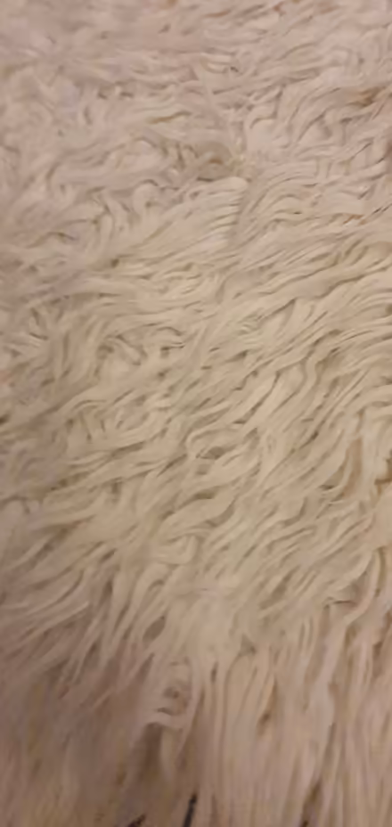 Photo of free fluffy rug (Hengistbury Head BH6) #1
