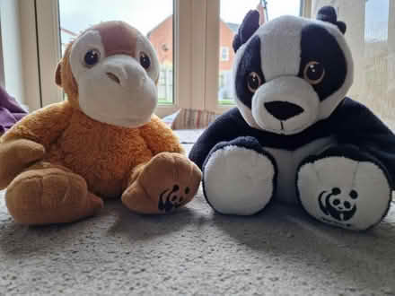 Photo of free Teddies (Kibworth LE8) #1