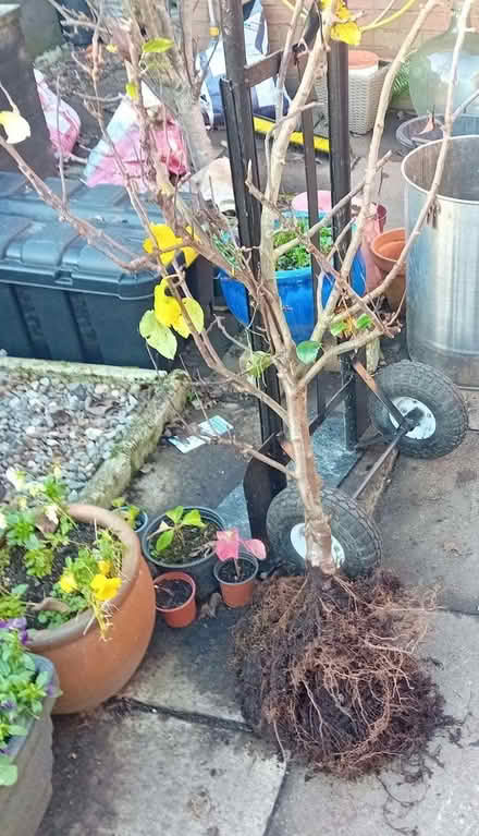 Photo of free Mature duo pear tree (Denton M34) #1