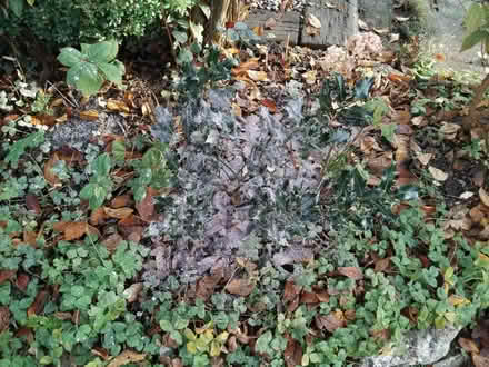 Photo of free Shrubs - HOLLY, HYDRANGEA, FUSCHIA (Ingol PR2) #1