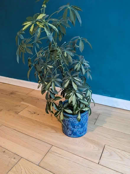 Photo of free Plant in nice pot (Camberley GU15) #1