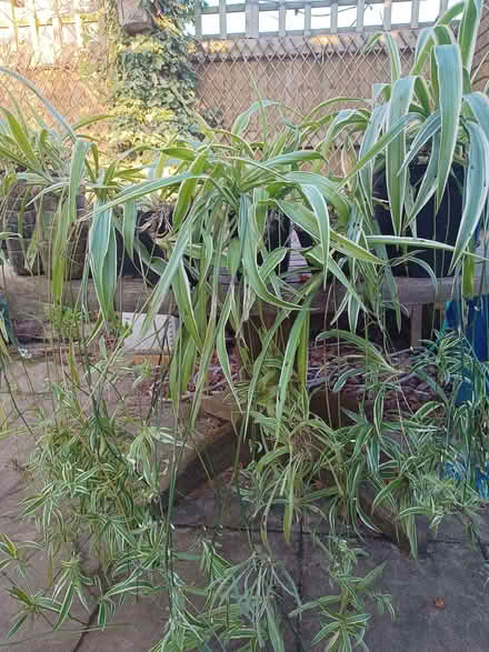 Photo of free 8 Spider Plants. Some flowering. Risinghurst (Risinghurst OX3) #1