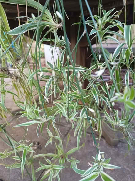 Photo of free 8 Spider Plants. Some flowering. Risinghurst (Risinghurst OX3) #3