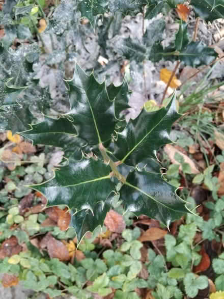 Photo of free Shrubs - HOLLY, HYDRANGEA, FUSCHIA (Ingol PR2) #2