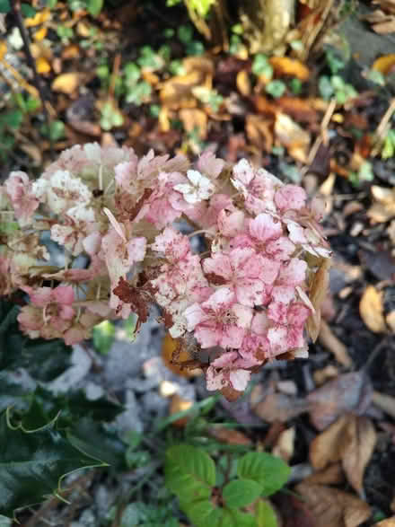 Photo of free Shrubs - HOLLY, HYDRANGEA, FUSCHIA (Ingol PR2) #3