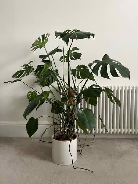 Photo of free Swiss cheese plant (Hove BN3) #1