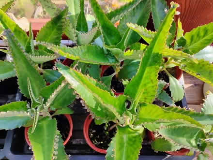 Photo of free Kalanchoe 'Mother of Thousands' plants (Howey LD1) #2