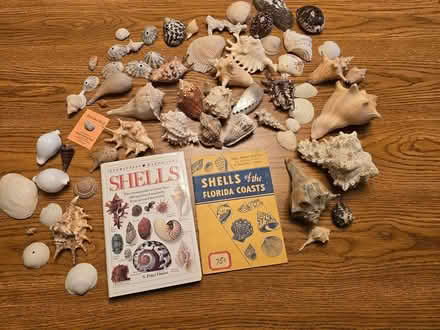 Photo of free Seashell Collection (East Vancouver) #2