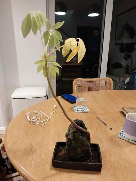 Photo of free High needs lava rock plant (Kendal LA9) #1