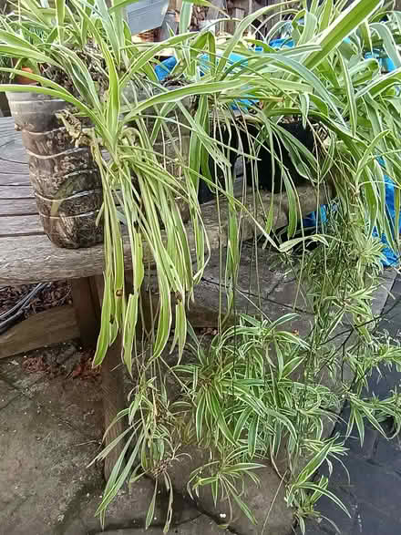 Photo of free 8 Spider Plants. Some flowering. Risinghurst (Risinghurst OX3) #2