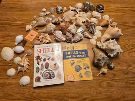 Photo of free Seashell Collection (East Vancouver) #3