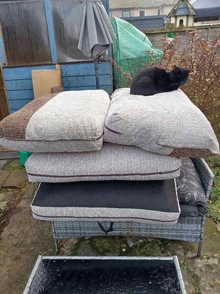 Photo of free Sofa cushions (Silloth CA7) #1