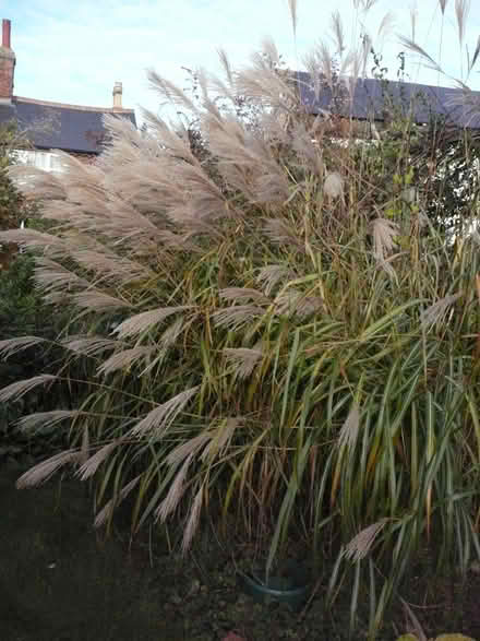 Photo of free Flower arrangers – ornamental grass (SG17 (Shefford)) #1