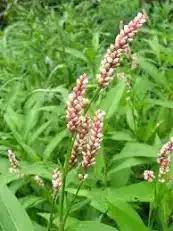Photo of free persicaria plant (Nether Edge S7) #3
