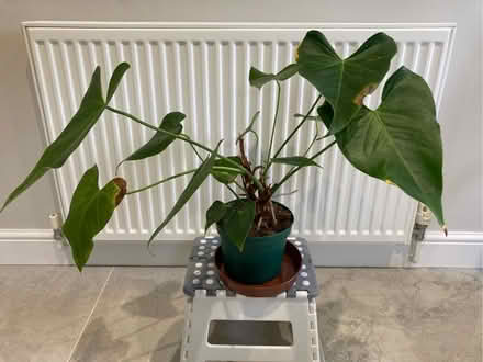 Photo of free Anthurium House Plant (Denny Bottom TN4) #1
