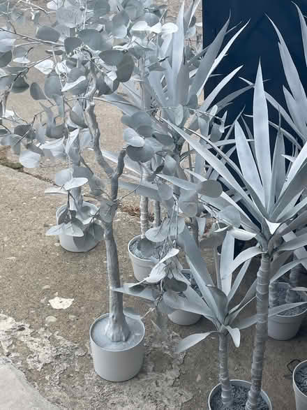 Photo of free Spray painted planta (Downtown Wilmette) #1