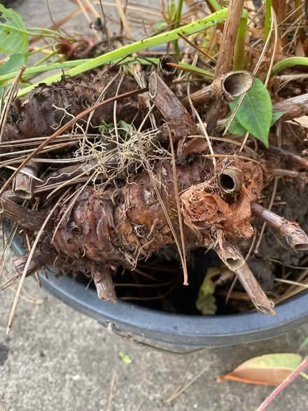 Photo of free persicaria plant (Nether Edge S7) #2