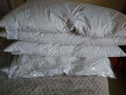 Photo of free Feather pillows (Chatham ME4) #1