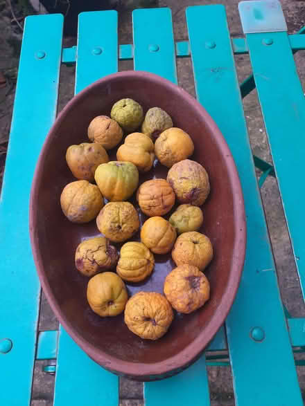 Photo of free Japonica quince seeds (Kenilworth Road DE5) #1