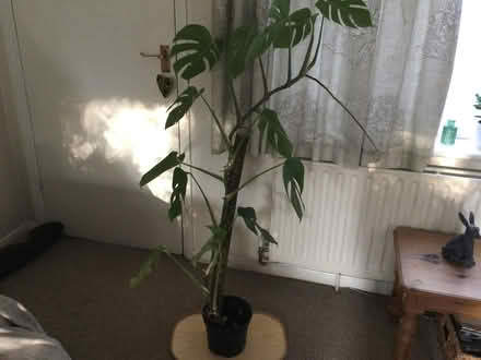 Photo of free House Plant (Marlow SL7) #1