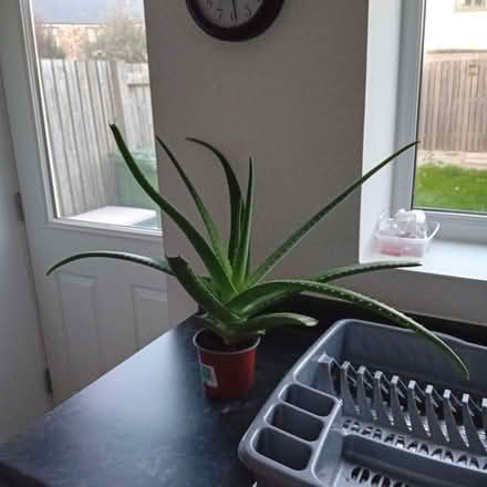 Photo of free Large aloe vera plant (Carlyon Bay PL25) #1