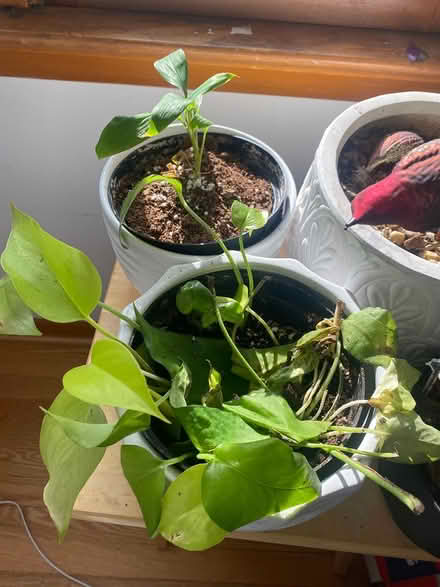 Photo of free Plants (Ijamsville 21754) #4