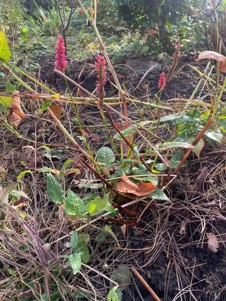 Photo of free persicaria plant (Nether Edge S7) #1