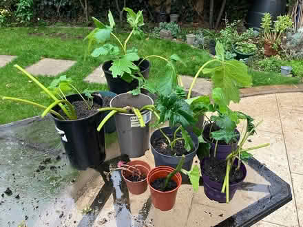 Photo of free Plants (Catford SE6) #2