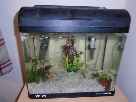 Photo of free Fish tank + fish (Heybridge) #1