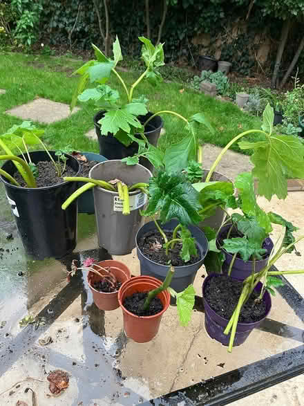 Photo of free Plants (Catford SE6) #1