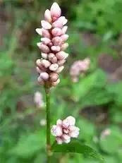 Photo of free persicaria plant (Nether Edge S7) #4