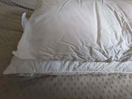 Photo of free Feather pillows (Chatham ME4) #3