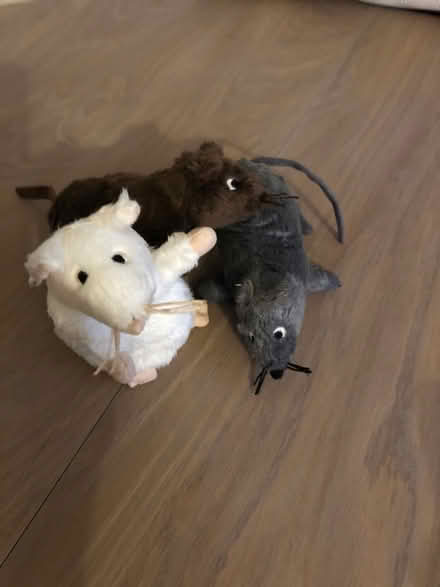 Photo of free Little mice story props (Pembury TN2) #1