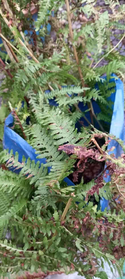 Photo of free Fern plants II (Gleadless S12) #1