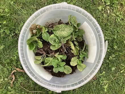Photo of free Primrose plants (Burnham on Crouch CM0) #1