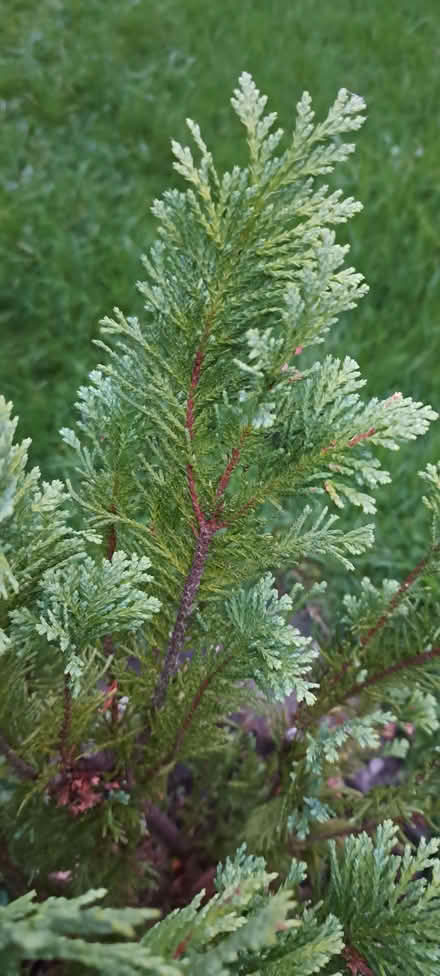 Photo of free Small Christmas tree (South Tonbridge TN9) #3