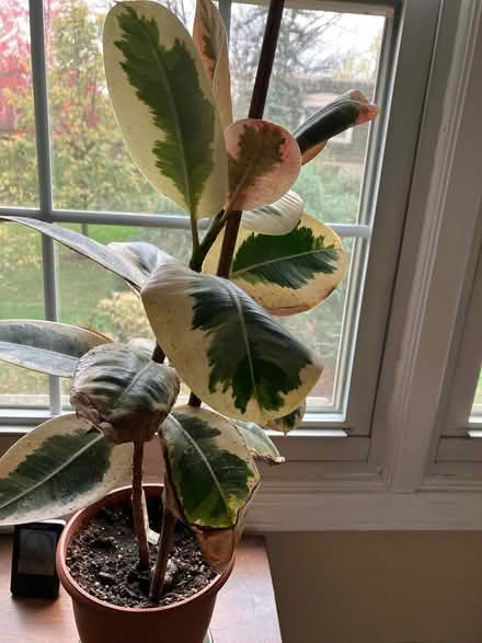 Photo of free Rubber plant (Oak Brook) #1