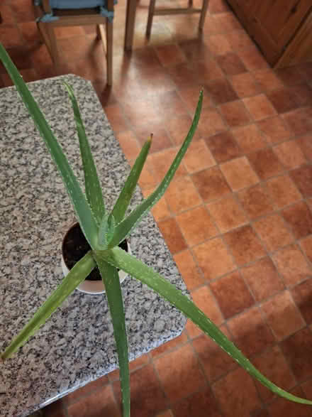 Photo of free 2 Lamps, 1 Sml Table & 1 Aloe plant (Near Tesco Clearwater D11) #3