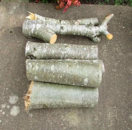 Photo of free Logging wood (Furnace Green RH10) #1