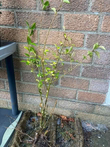 Photo of free Privet plant (Penrith CA11) #1