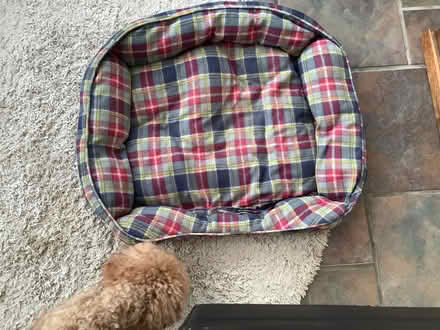 Photo of free Dog Basket (Stretford M32) #1