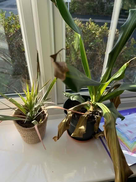 Photo of free Houseplants (Bowbrook) #1