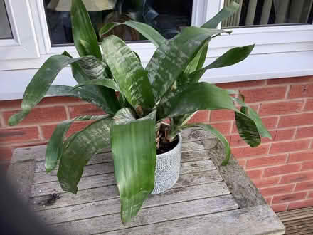 Photo of free House plant. (Stretford M32) #1