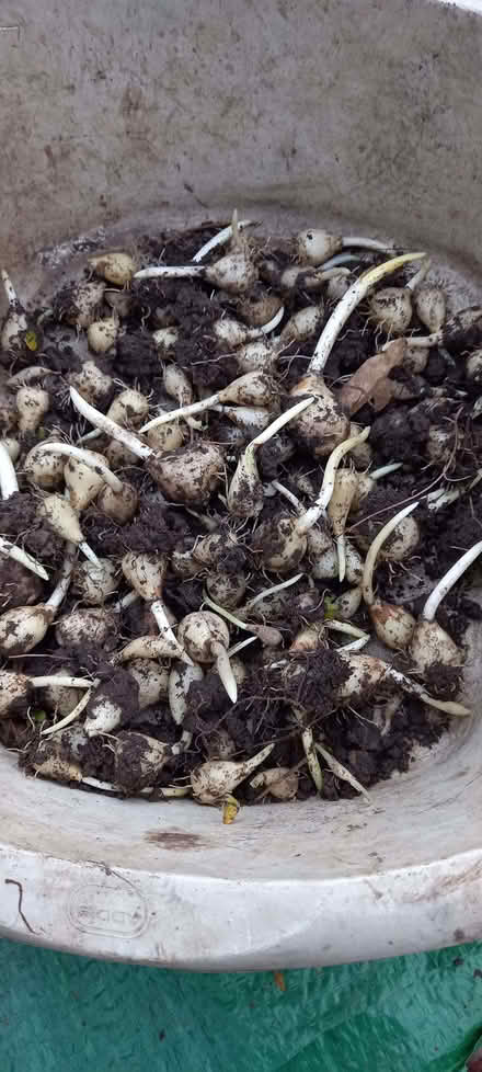 Photo of free Spanish Bluebell bulbs (Gleadless S12) #1
